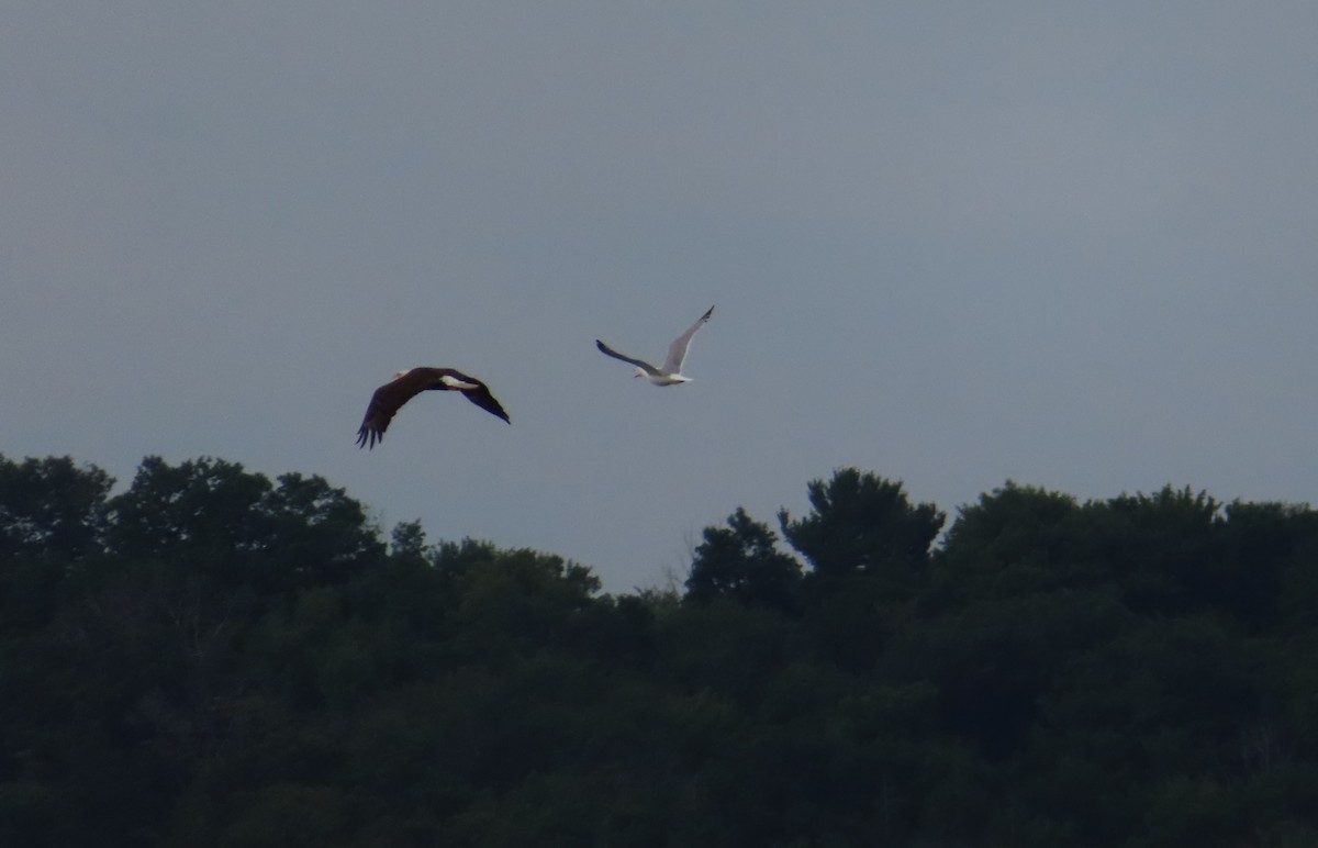 Bald Eagle - ML621444654