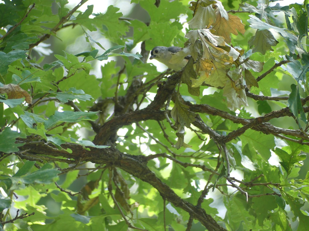 Tufted Titmouse - ML621444708