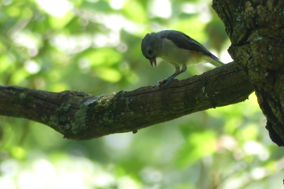 Tufted Titmouse - ML621444740