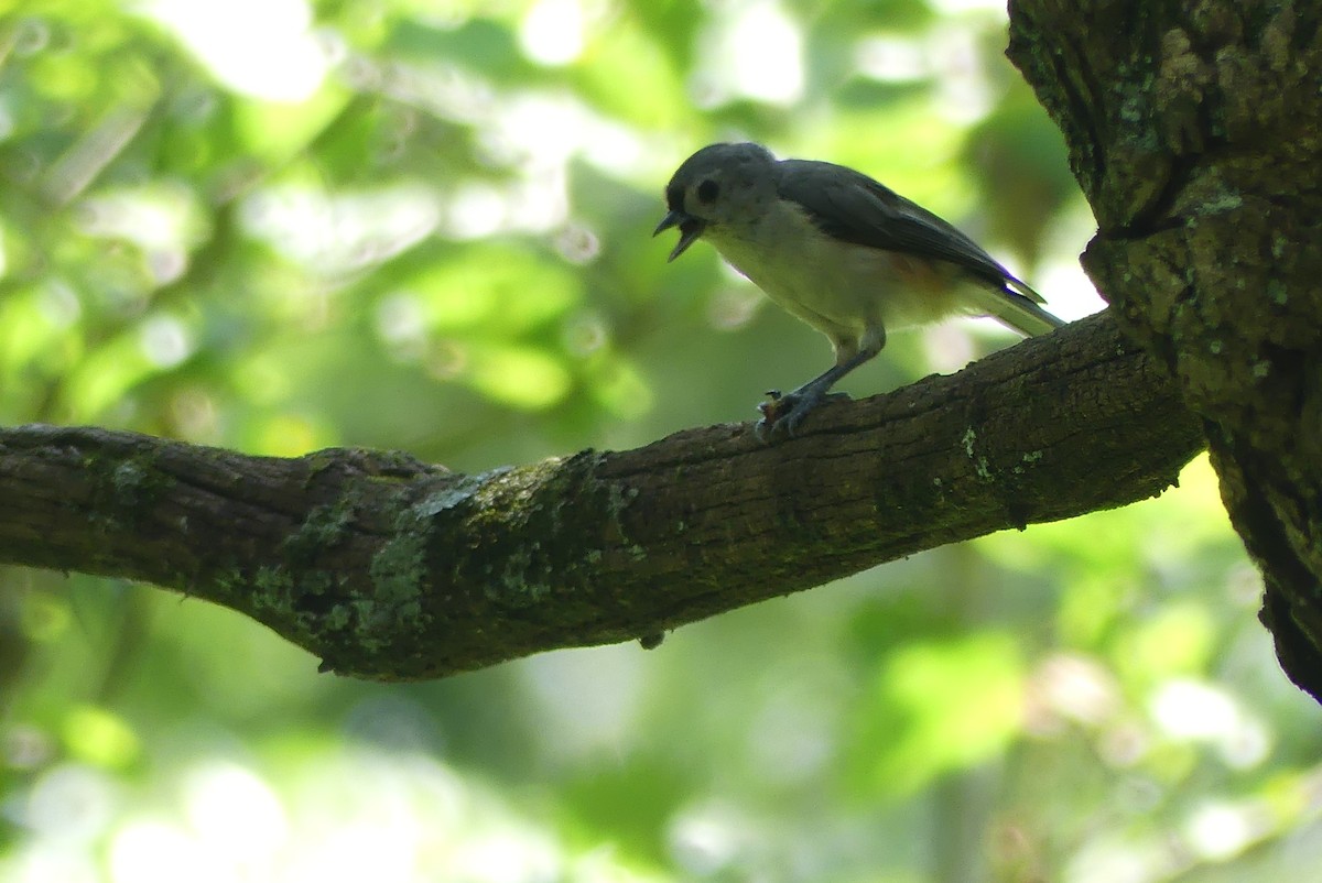 Tufted Titmouse - ML621444741