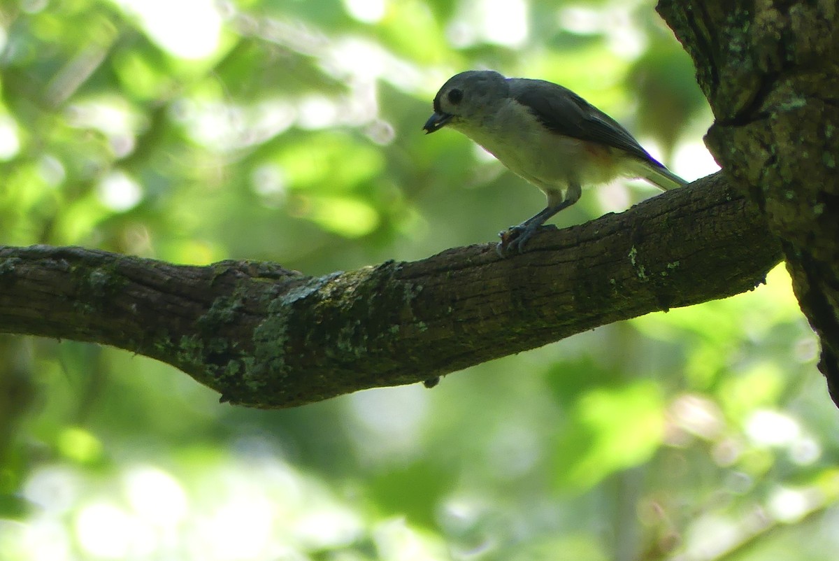 Tufted Titmouse - ML621444742
