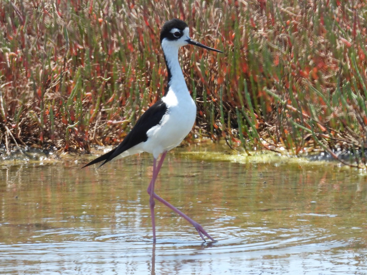 Cigüeñuela Cuellinegra - ML621444777