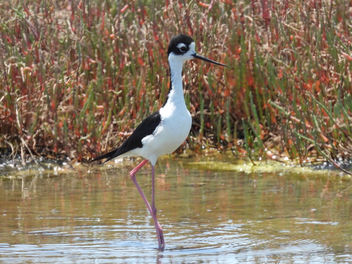 Cigüeñuela Cuellinegra - ML621444778