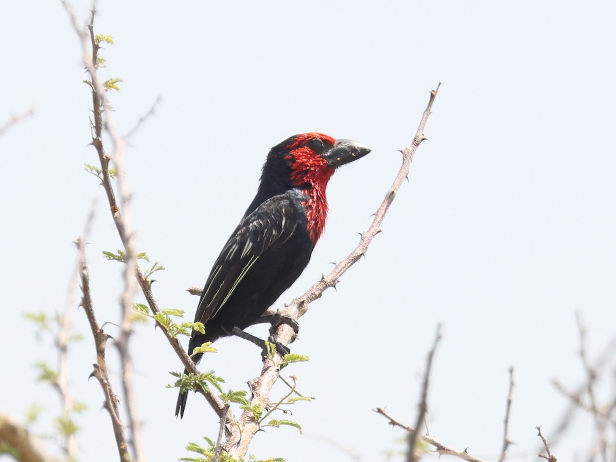 Black-billed Barbet - ML621444811