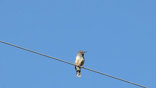 Cactus Wren - ML621444818