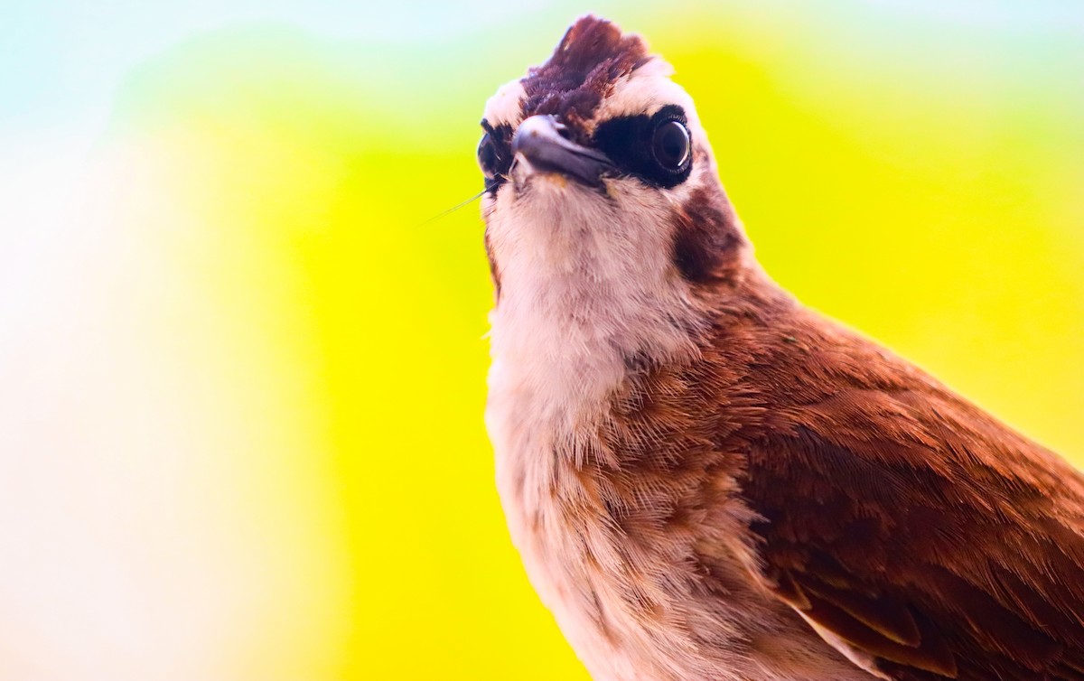 Yellow-vented Bulbul (Philippine) - ML621444961