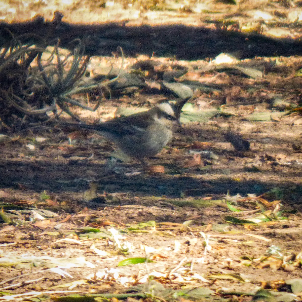 Black-crested Finch - ML621444988