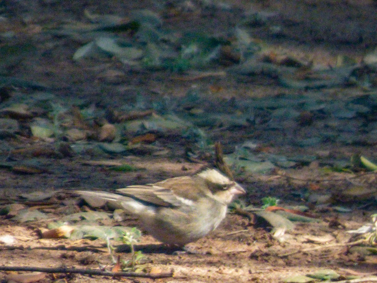 Black-crested Finch - ML621444989