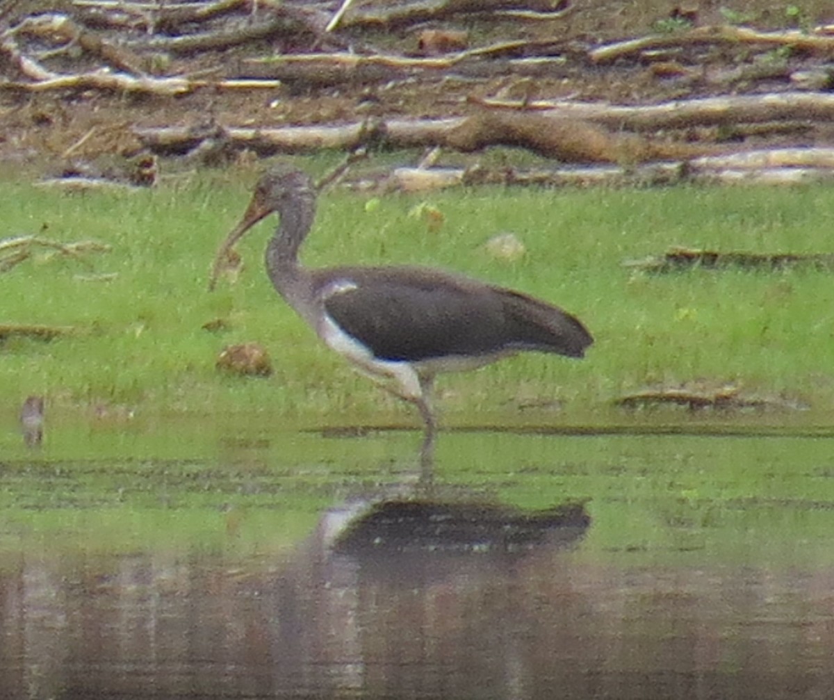White Ibis - ML621445033