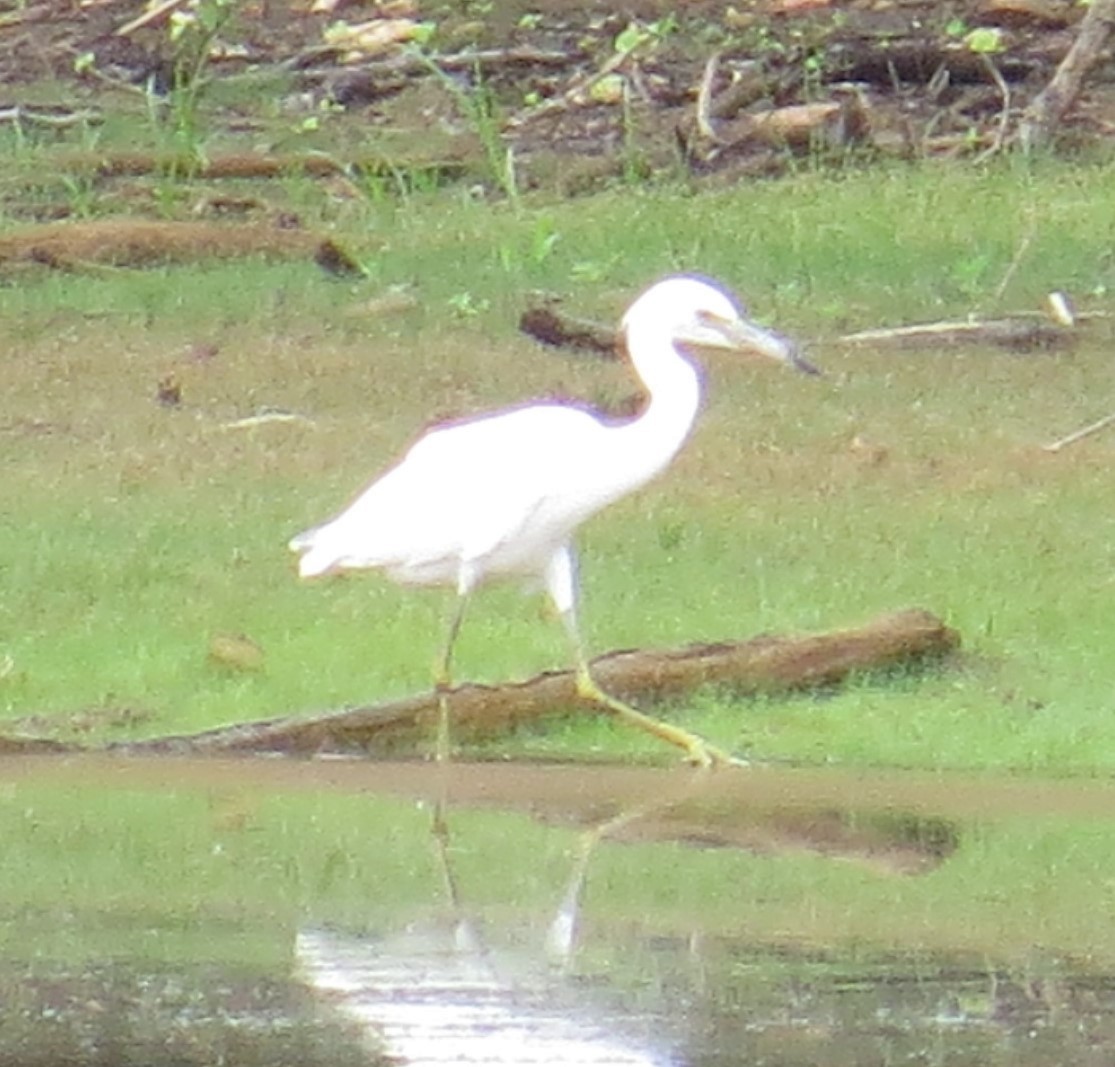 Little Blue Heron - ML621445045