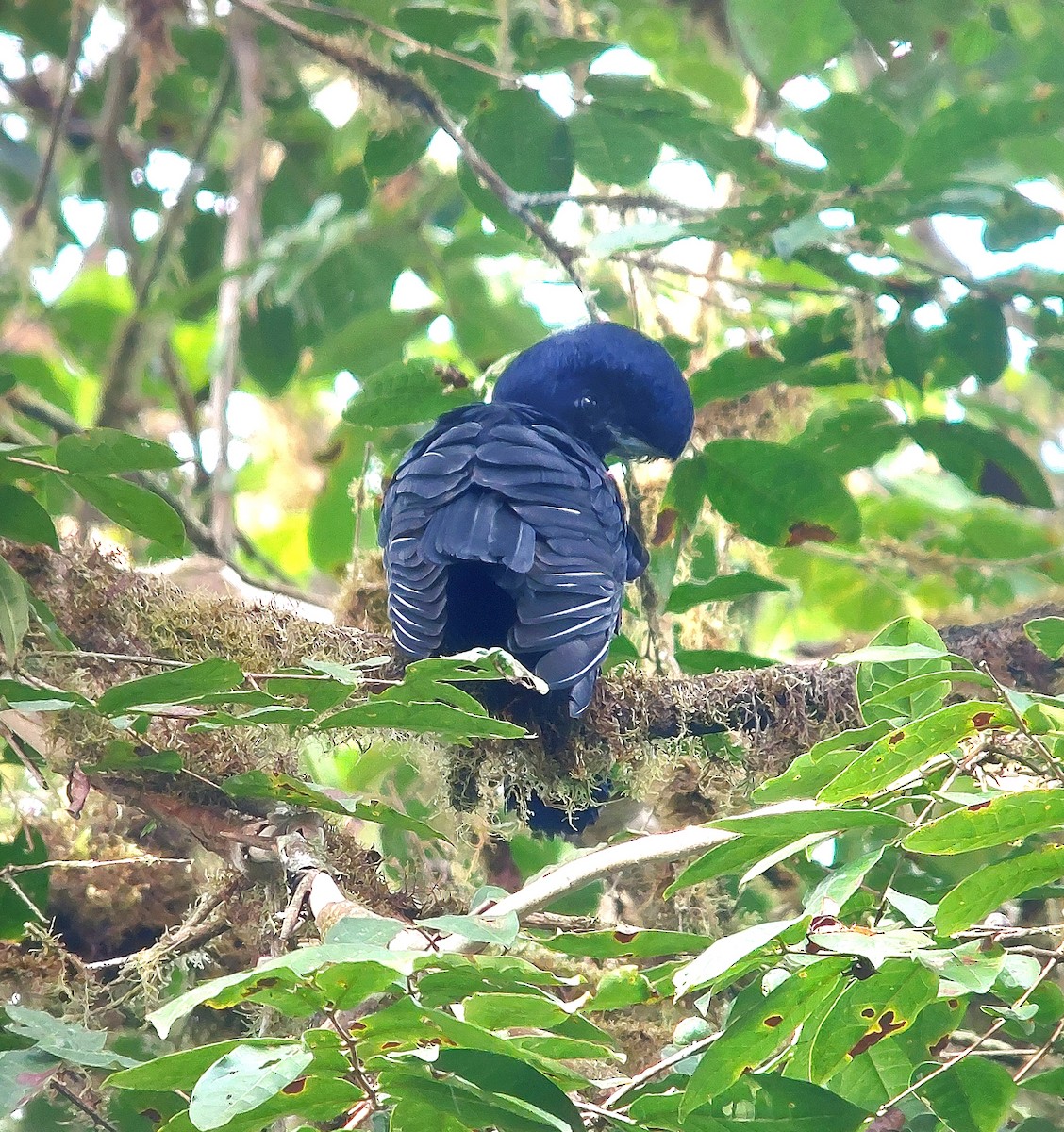 Long-wattled Umbrellabird - ML621445052