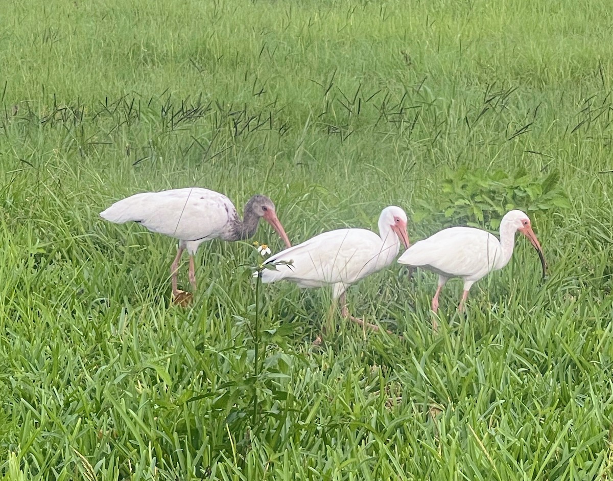 White Ibis - Debbie Cusick