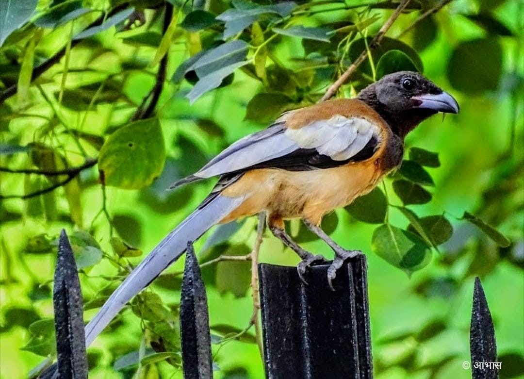 Rufous Treepie - ML621445104