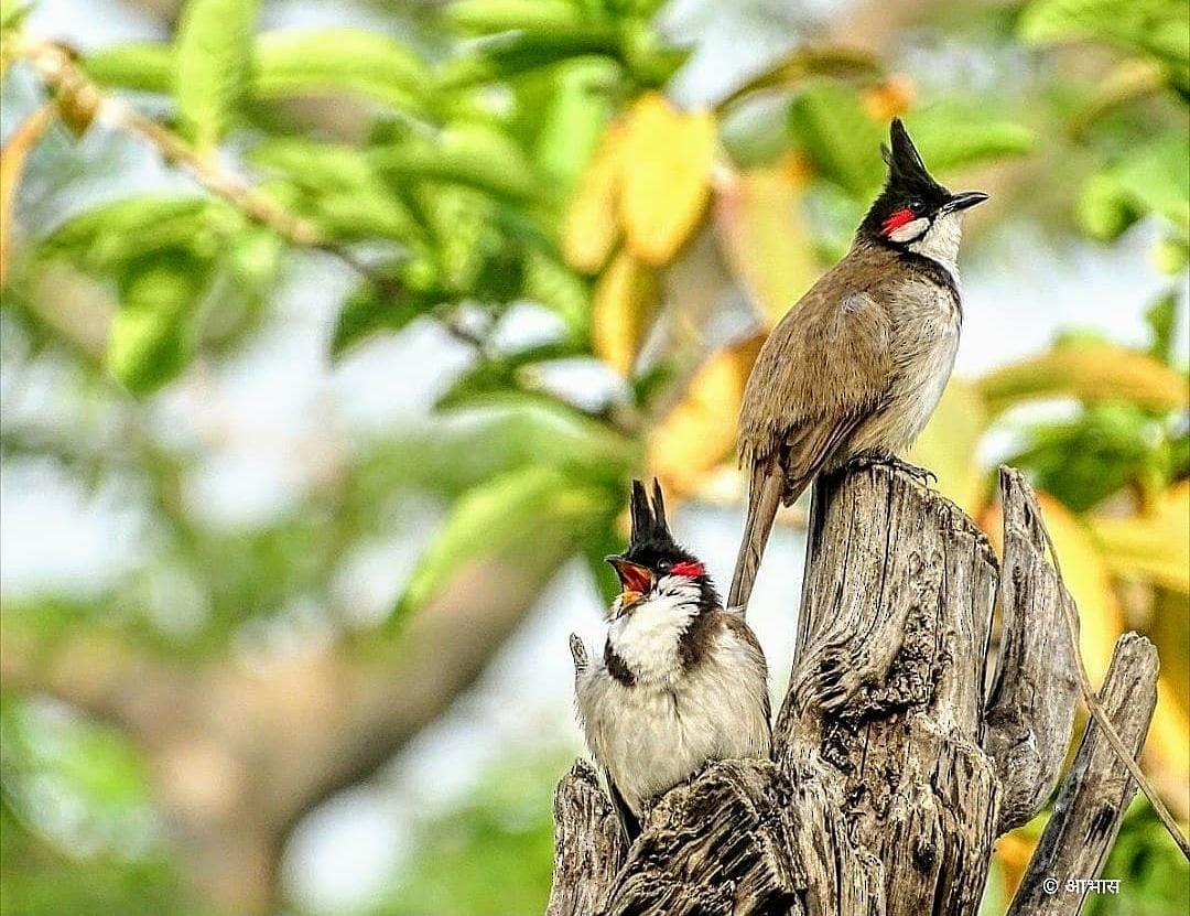 Red-whiskered Bulbul - ML621445110