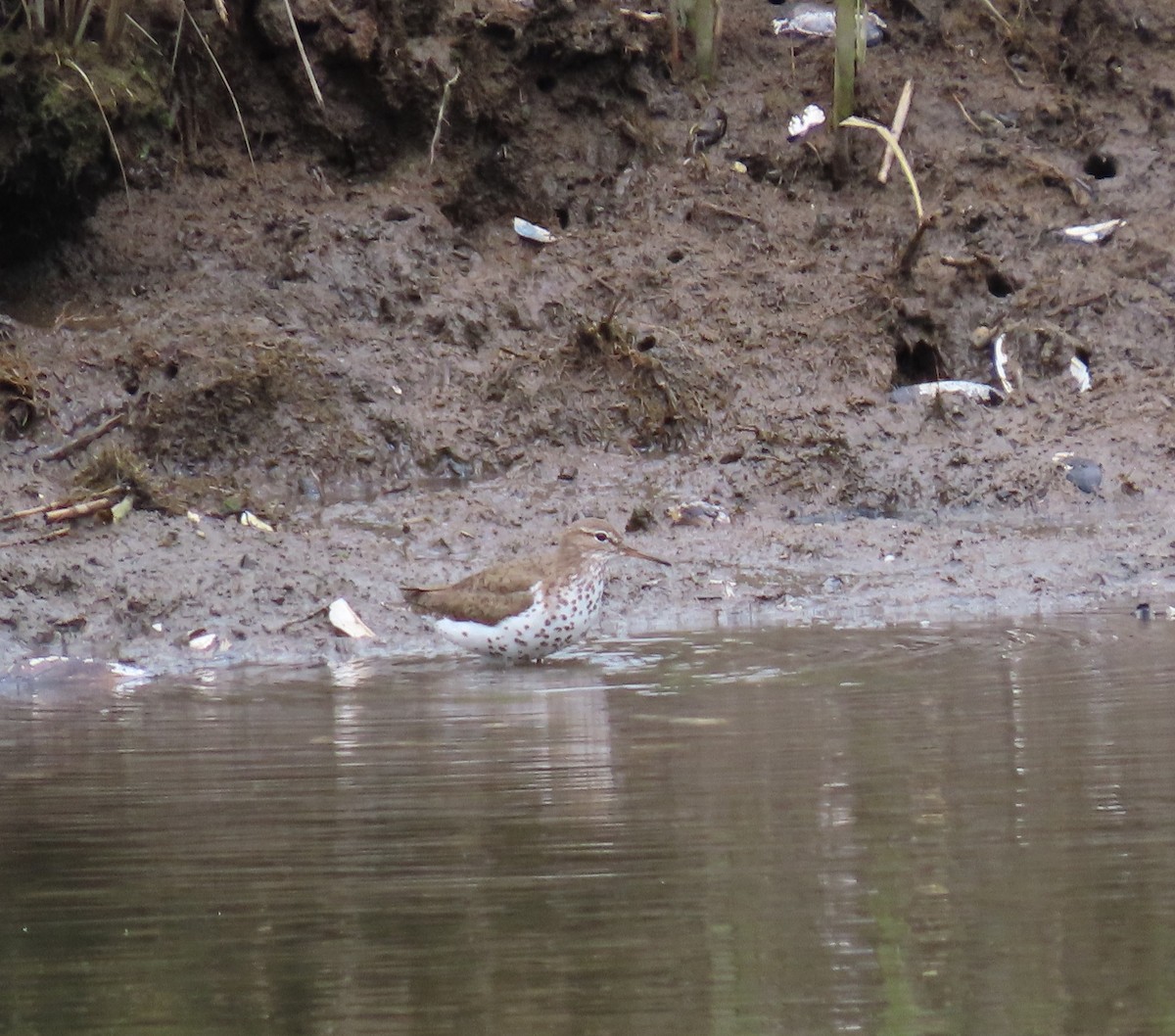 Spotted Sandpiper - ML621445115