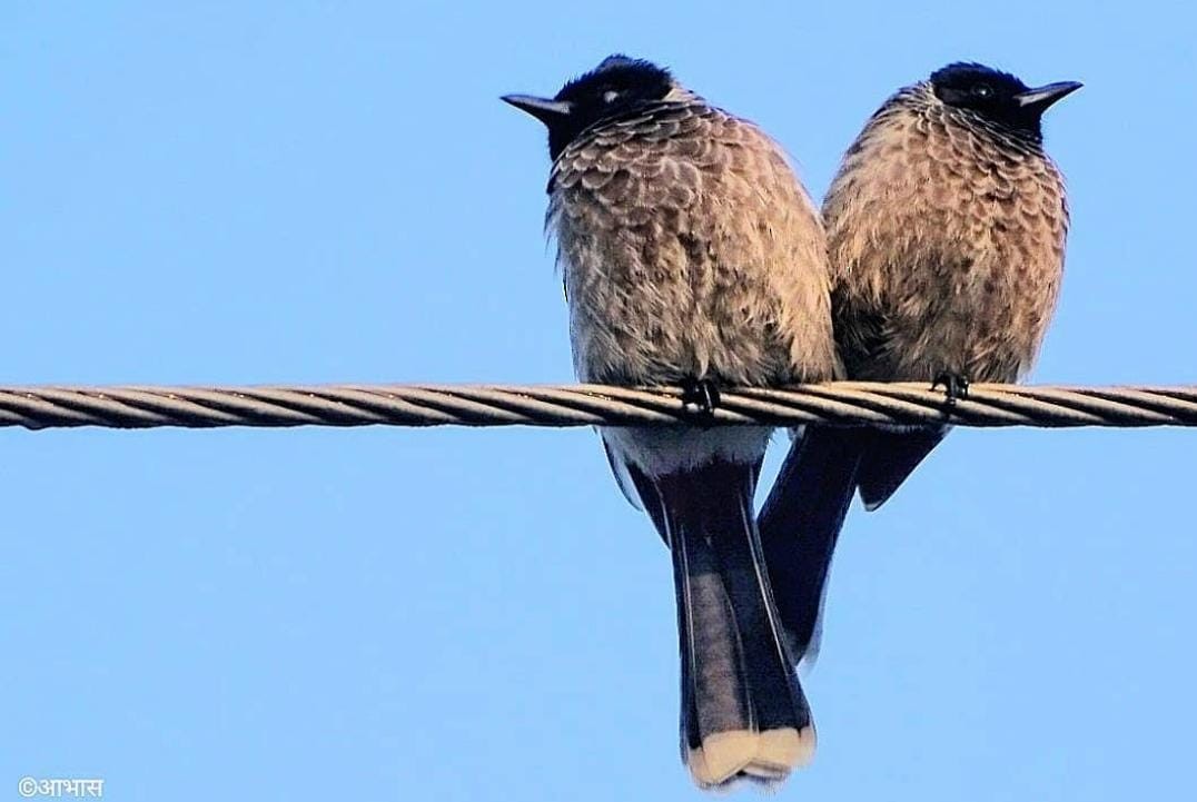 Red-vented Bulbul - ML621445116