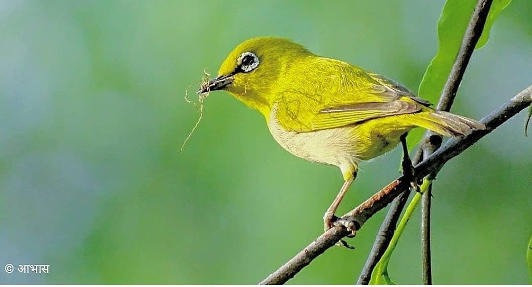 Indian White-eye - ML621445118