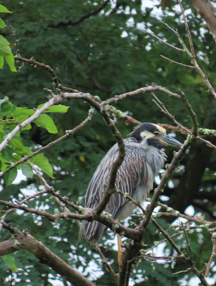 Yellow-crowned Night Heron - ML621445129