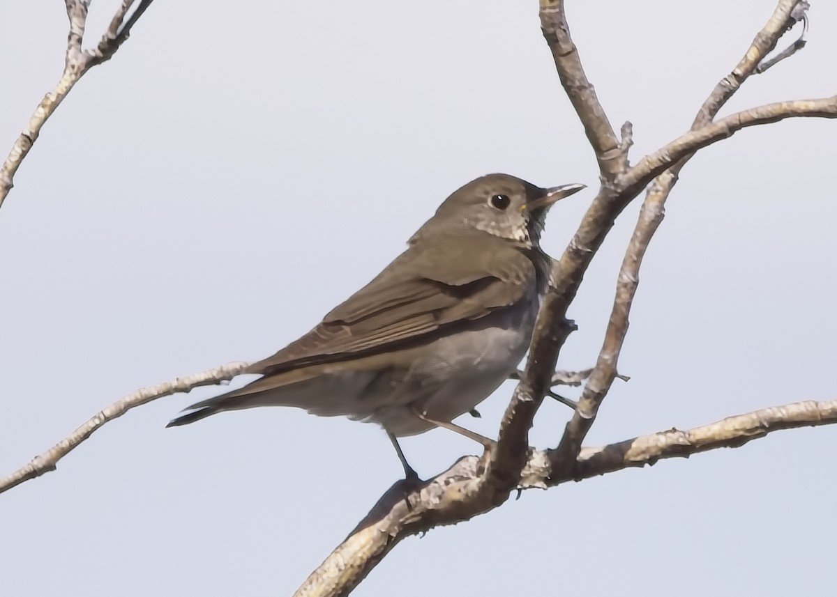 Gray-cheeked Thrush - ML621445133