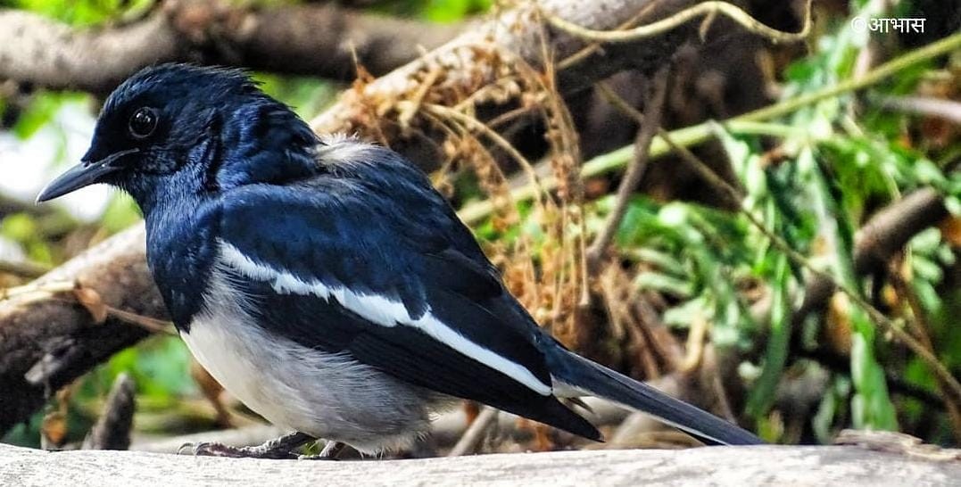 Oriental Magpie-Robin - ML621445136