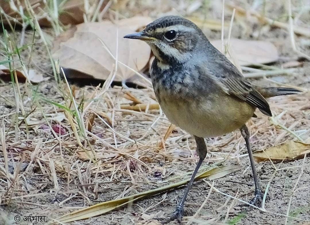 Bluethroat - ML621445152