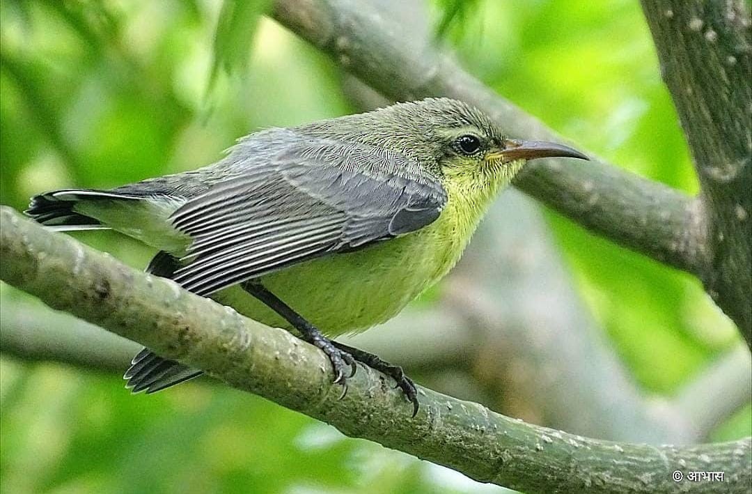 Purple Sunbird - ML621445164