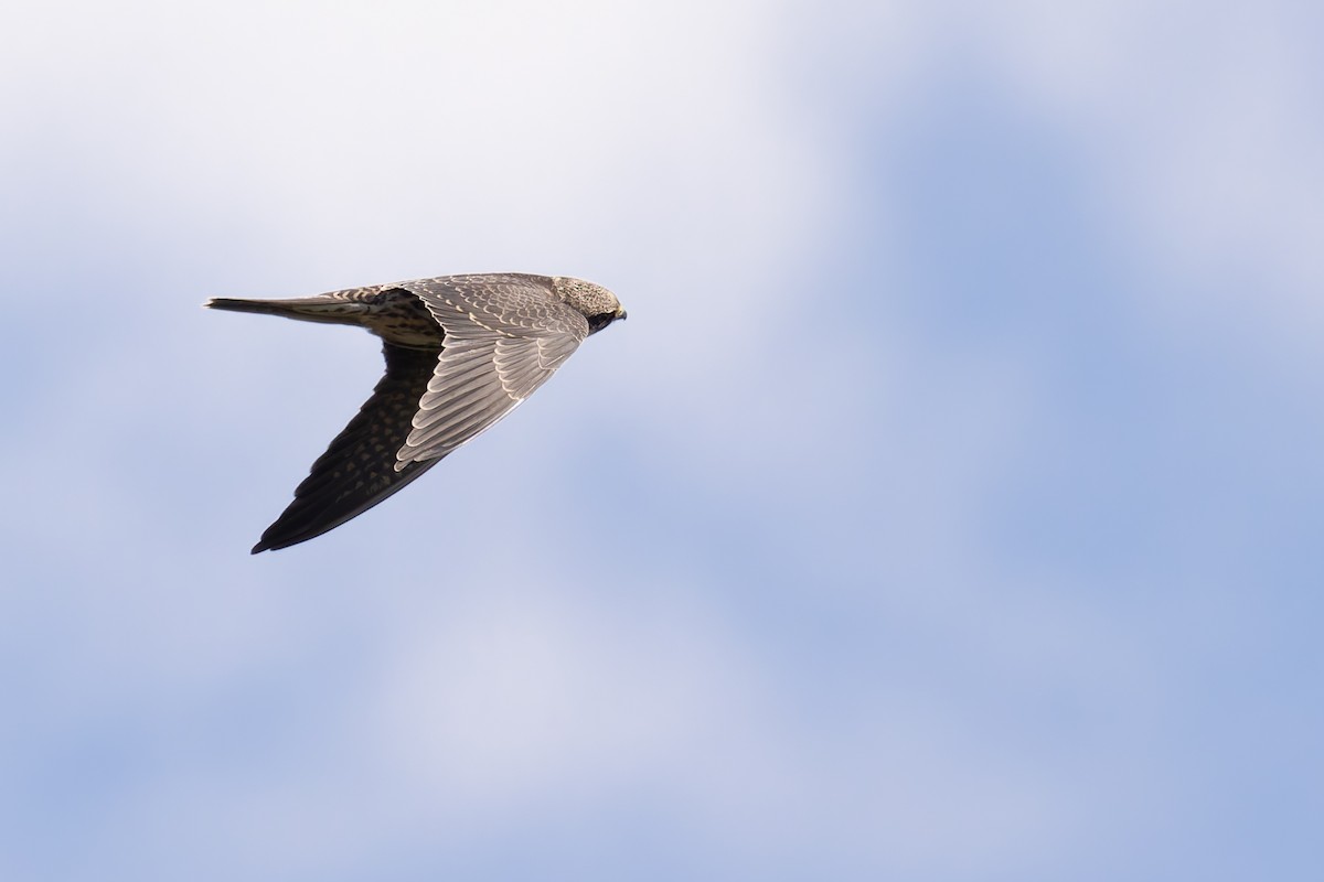 Eurasian Hobby - Bart Hoekstra