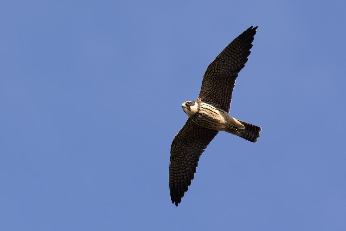 Eurasian Hobby - Bart Hoekstra