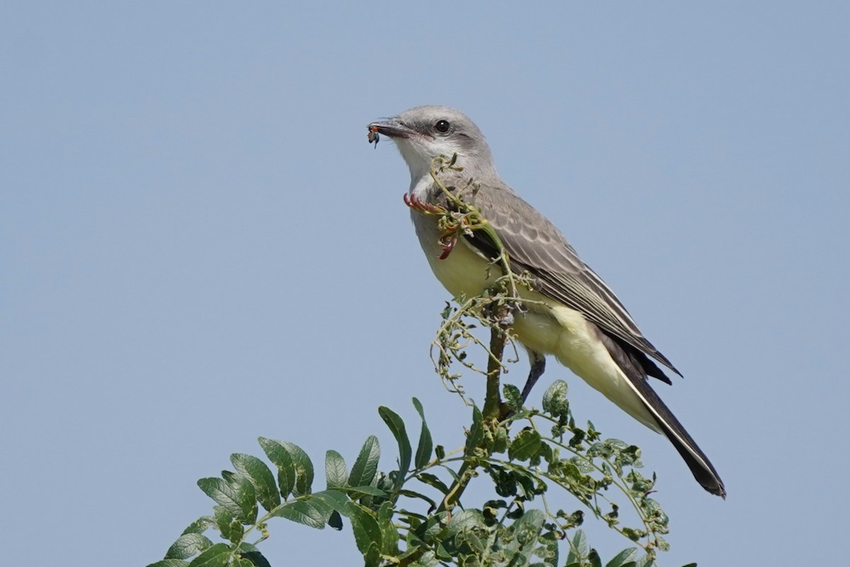 Western Kingbird - ML621445346