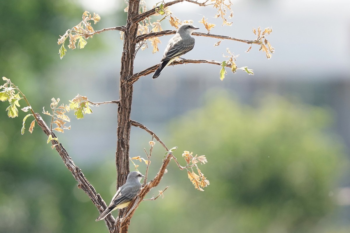 Western Kingbird - ML621445347