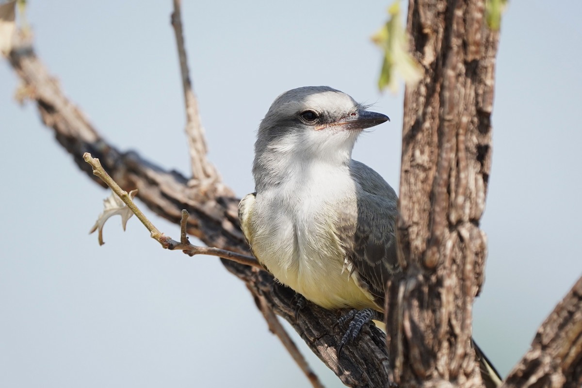 Western Kingbird - ML621445348