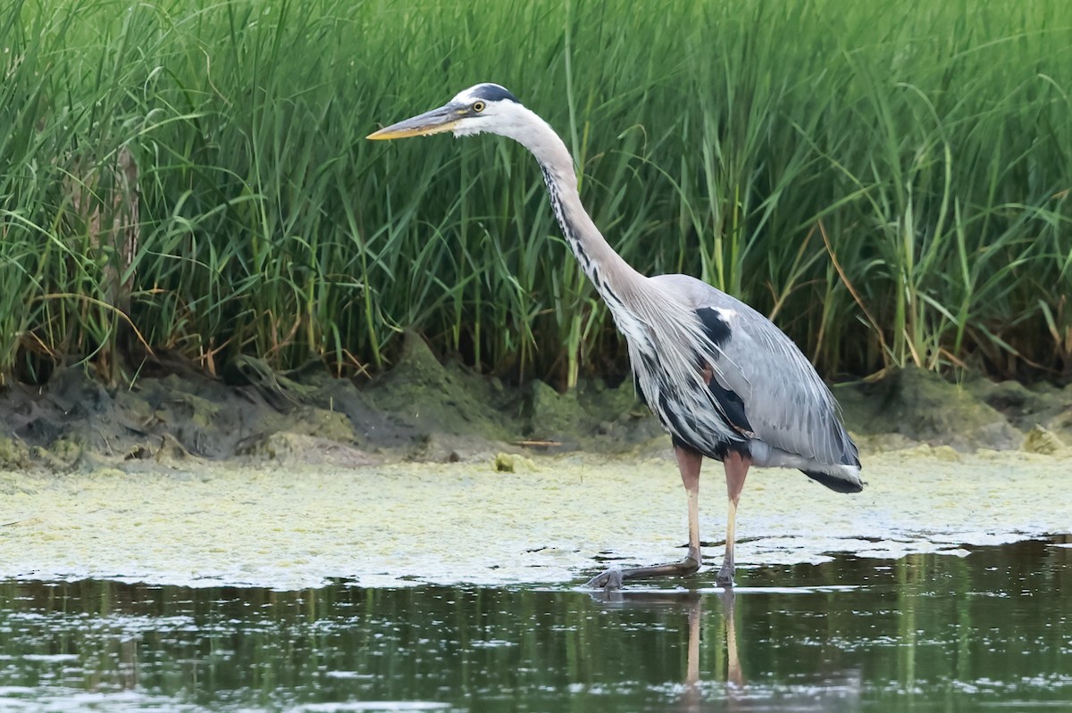 Great Blue Heron - ML621445369