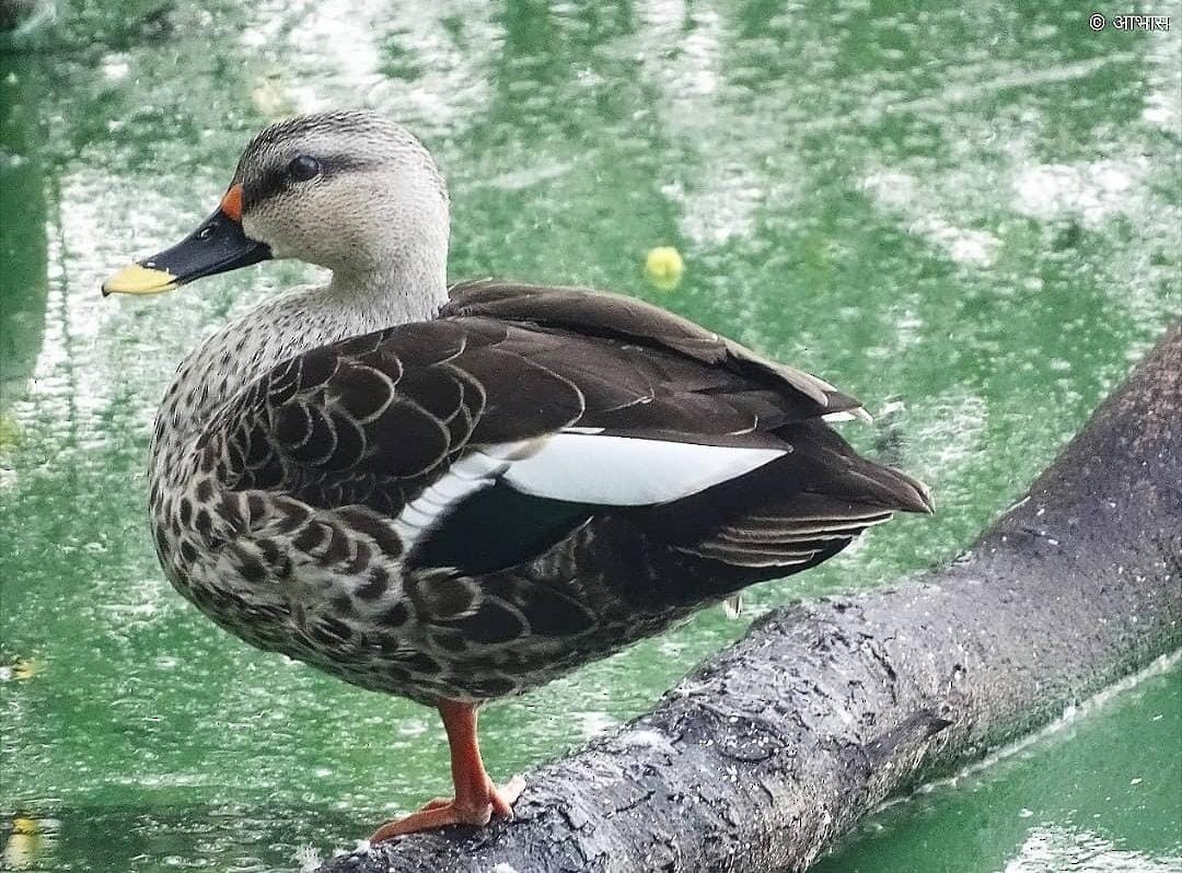 Indian Spot-billed Duck - ML621445409
