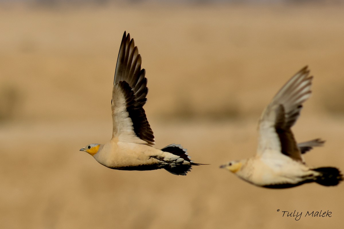 Spotted Sandgrouse - ML621445428