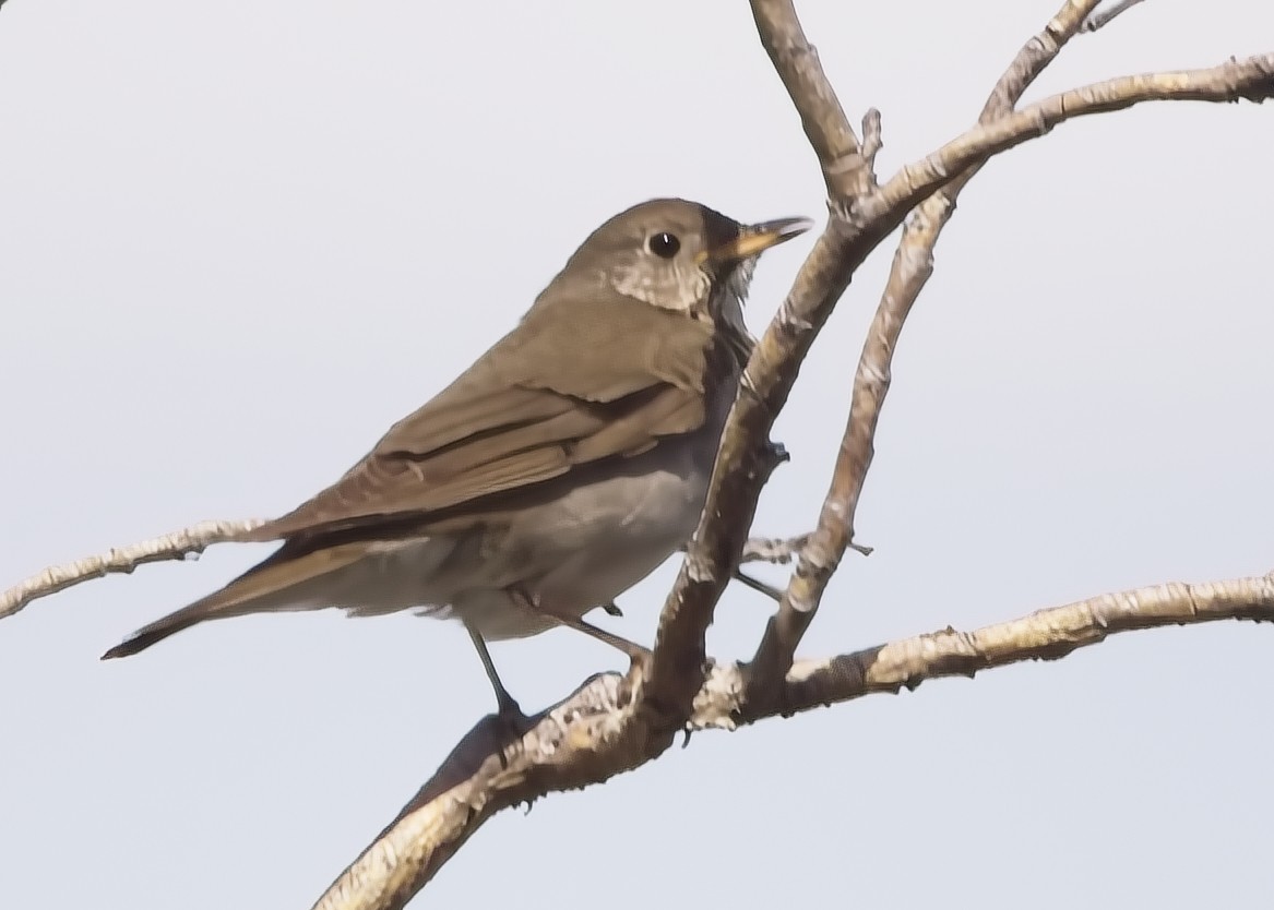 Gray-cheeked Thrush - Kenny Benge