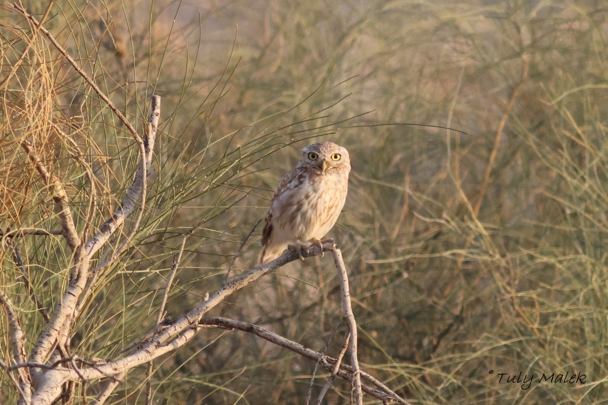 Little Owl - ML621445448