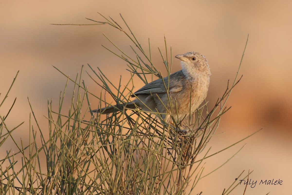 Arabian Babbler - ML621445461