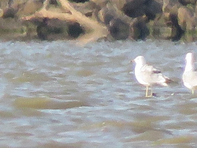 Ring-billed Gull - ML621445515