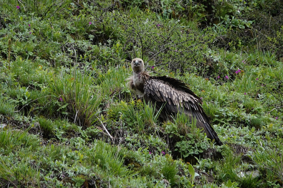 Vautour de l'Himalaya - ML621445523