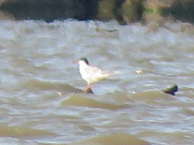 Forster's Tern - ML621445542