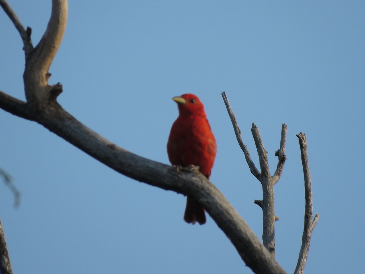 Summer Tanager - ML621445550