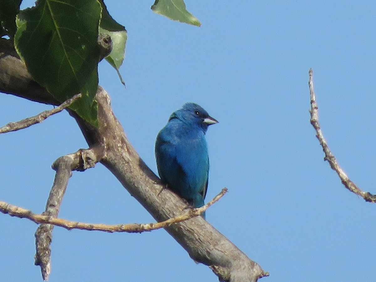 Indigo Bunting - ML621445555