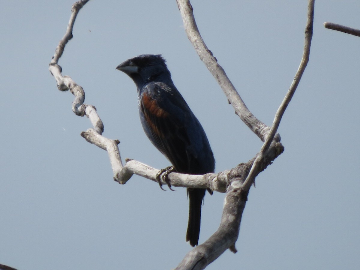 Blue Grosbeak - ML621445584