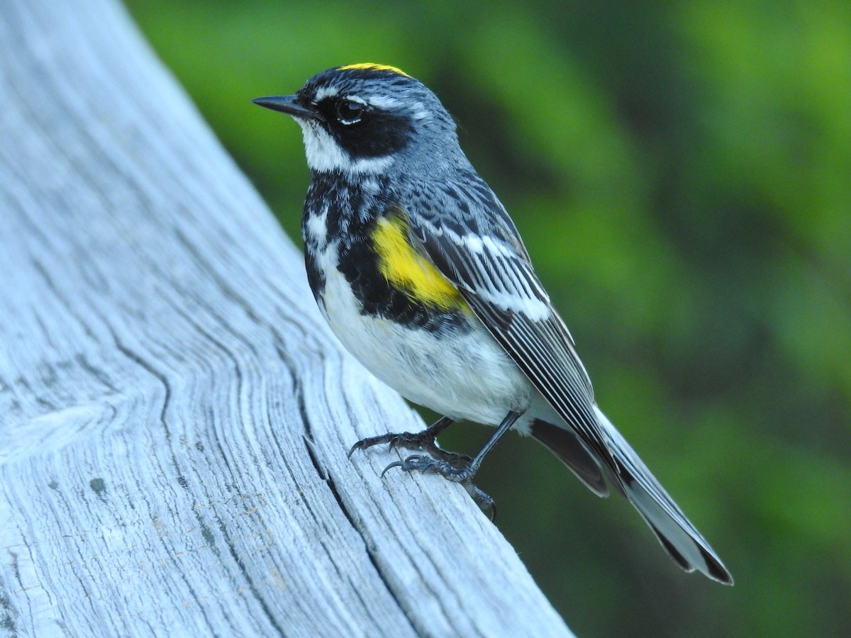Yellow-rumped Warbler - ML621445592