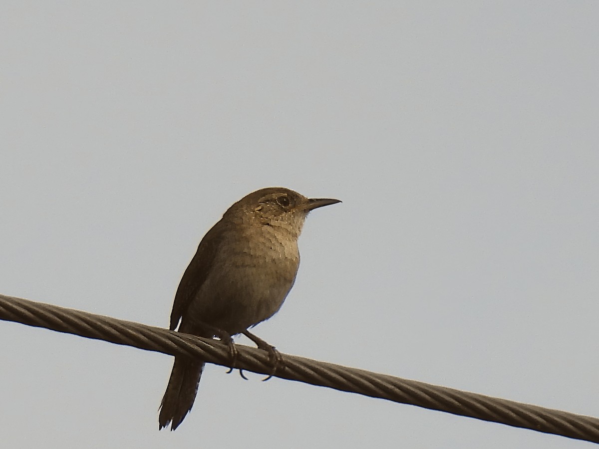 House Wren - ML621445626