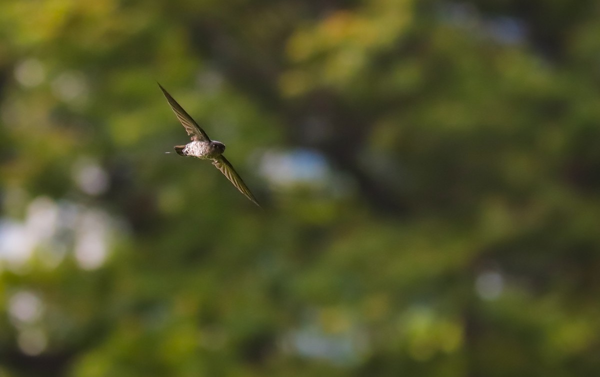 Gray-rumped Swiftlet - Collocalia marginata - Media Search - Macaulay ...