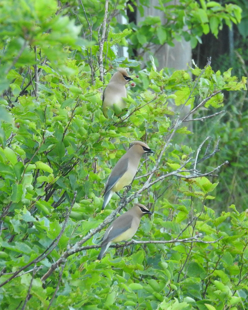 Cedar Waxwing - ML621445651