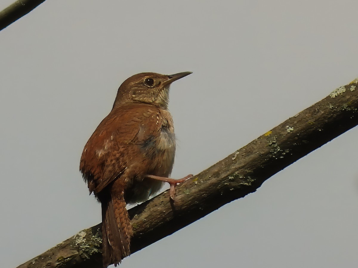 Carolina Wren - ML621445665