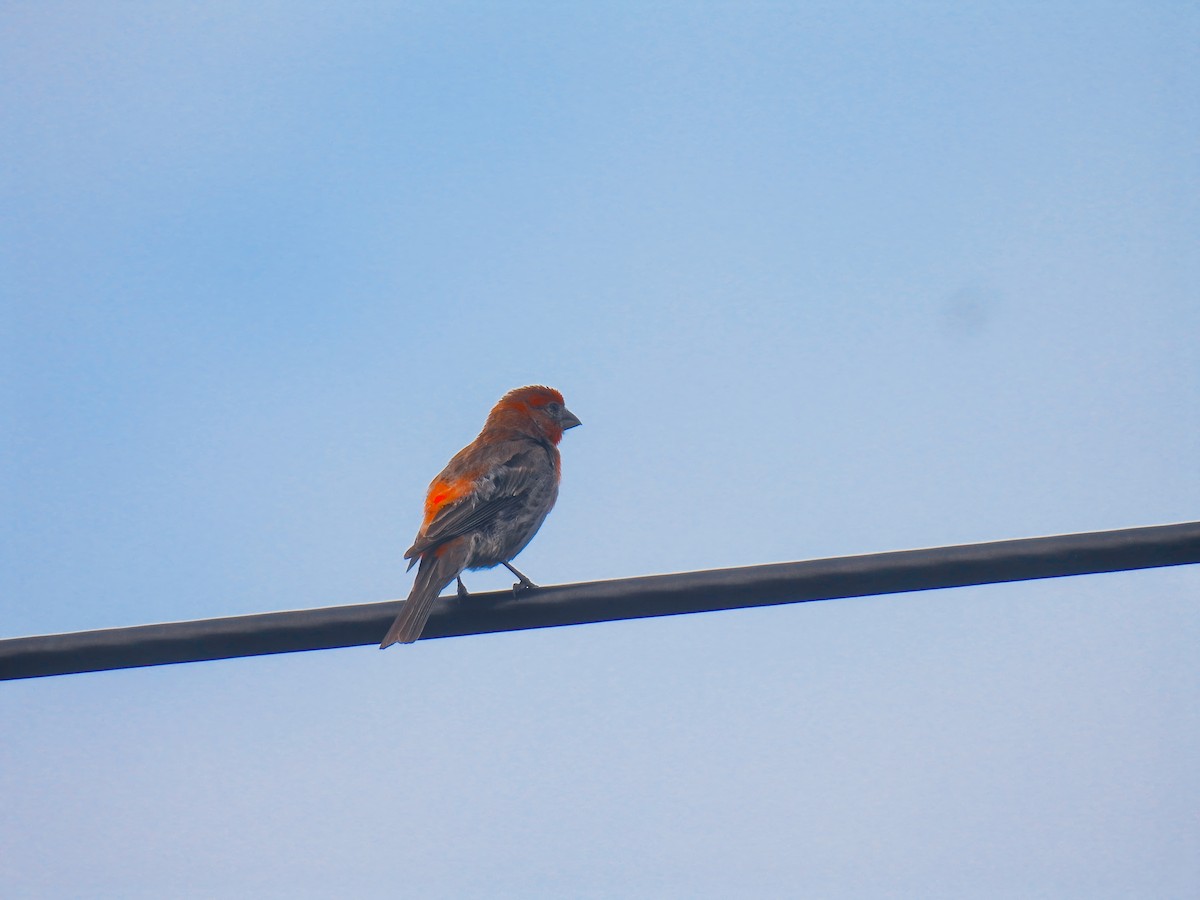 House Finch - ML621445684