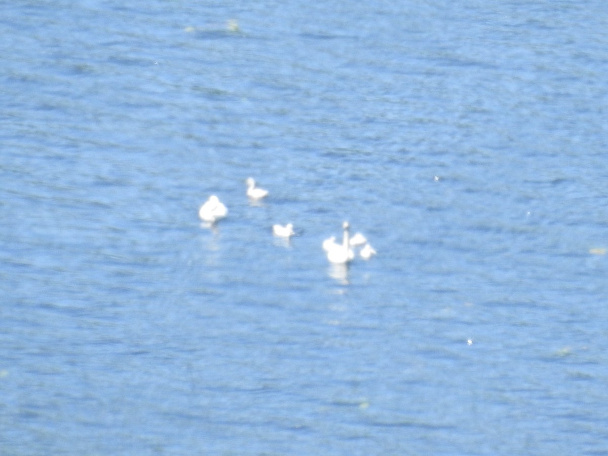 Trumpeter Swan - ML621445693